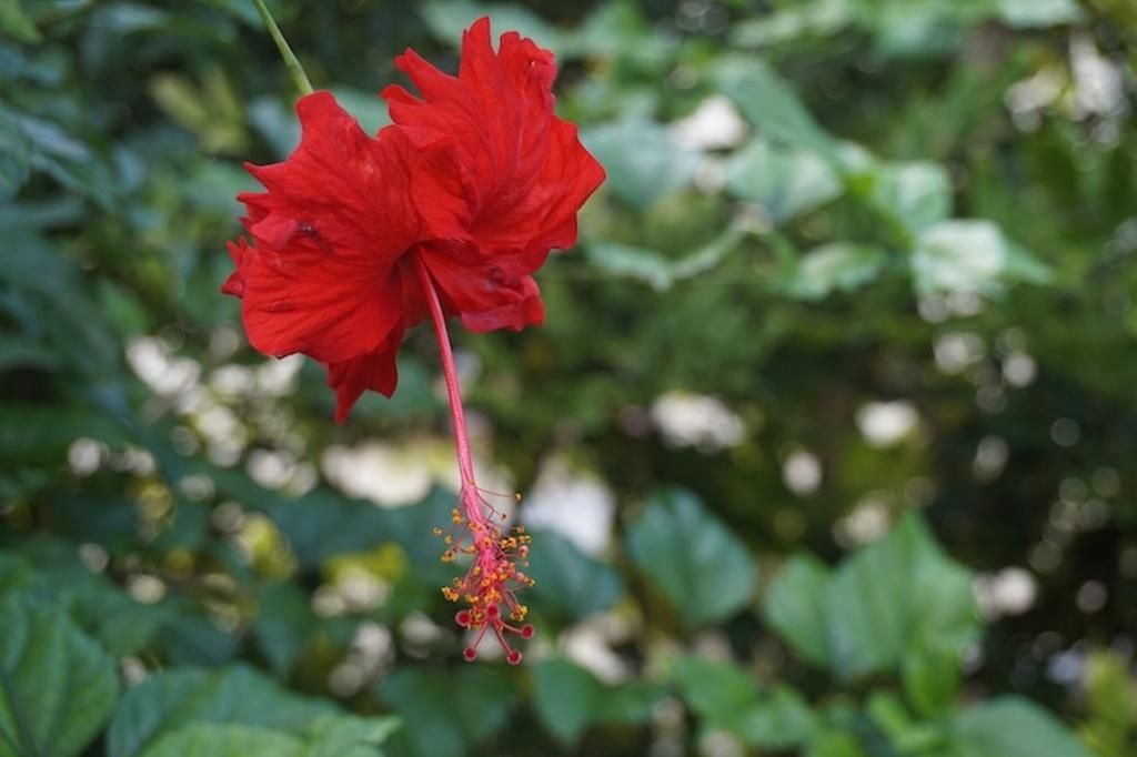 Apartmán Caraibe Creol' Keys Port-Louis Pokoj fotografie